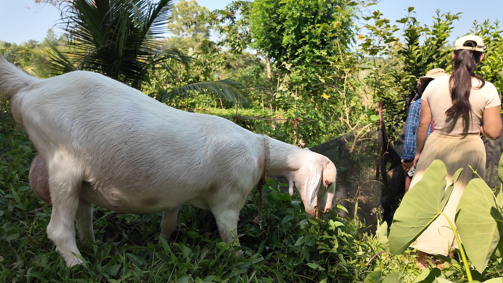Compost and livestock at Midigama Fruit Farm