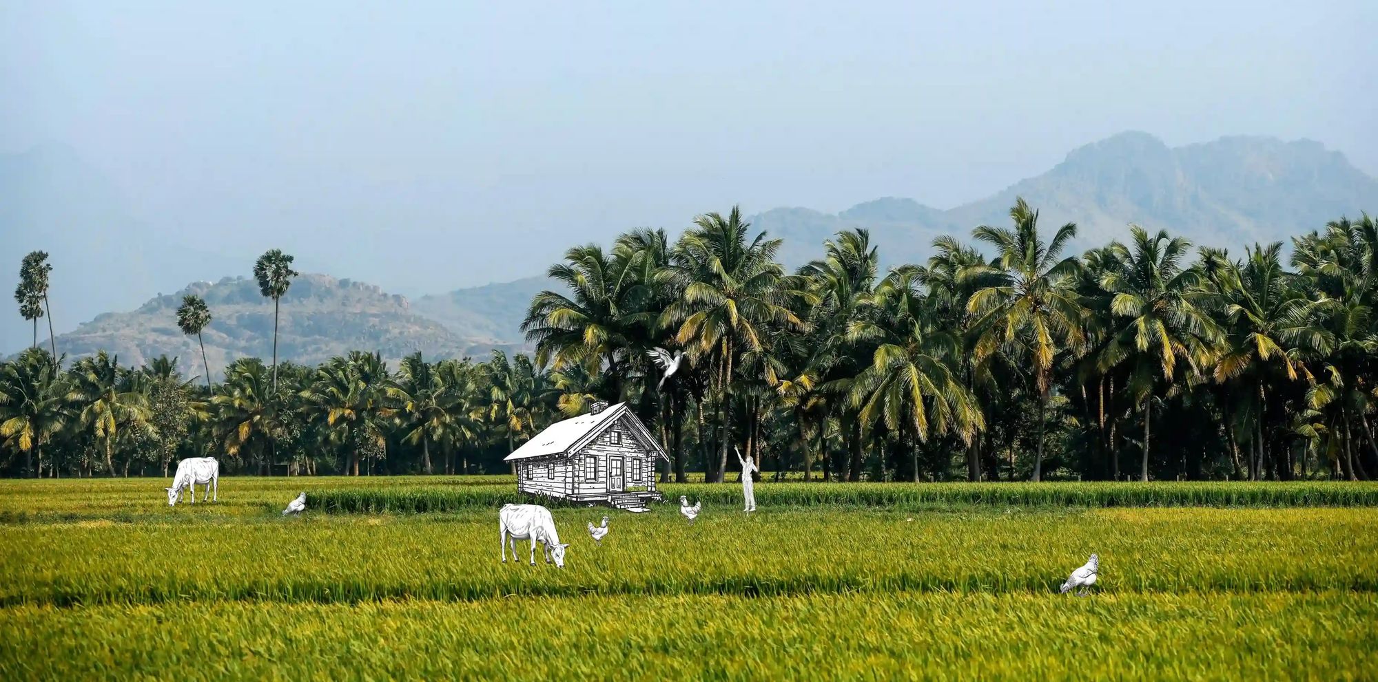 Terraced Sri Lankan hill country at golden hour