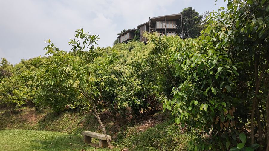A design-led Sri Lankan estate overlooking its plantation