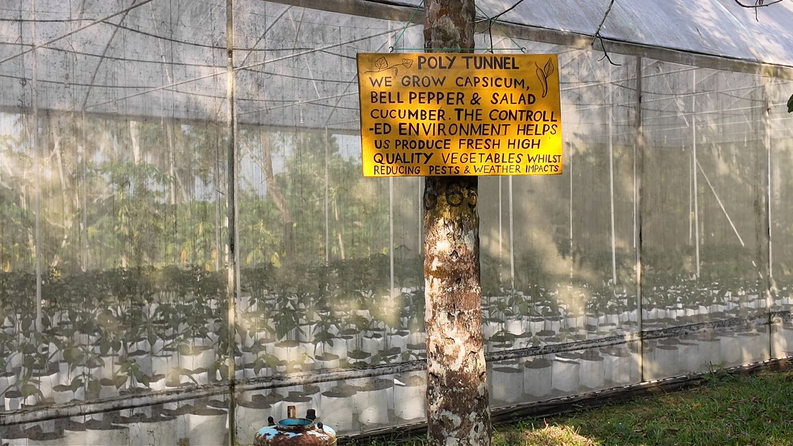 The polytunnel at Midigama Fruit Farm