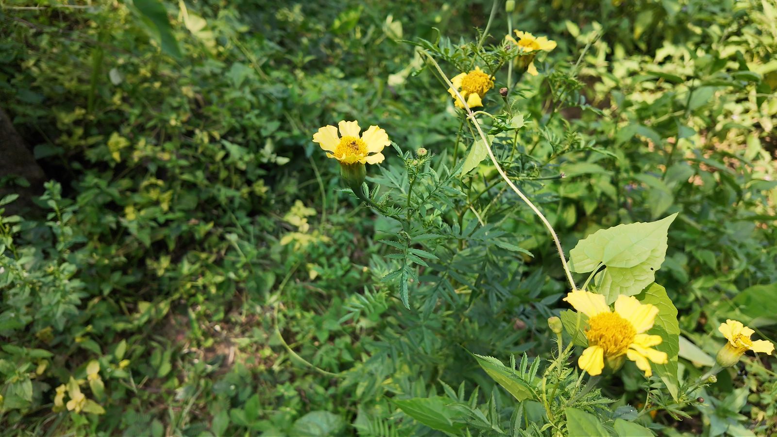 A working Sri Lankan estate where nature supports the crops