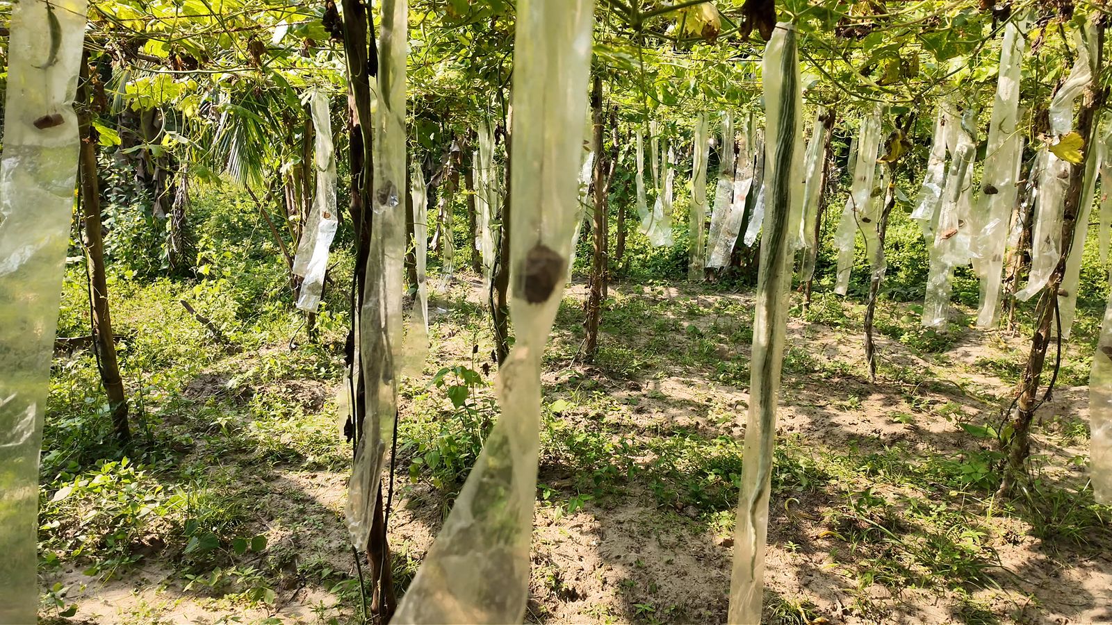 Banana pseudostems used as slow-release nutrients at Midigama Fruit Farm