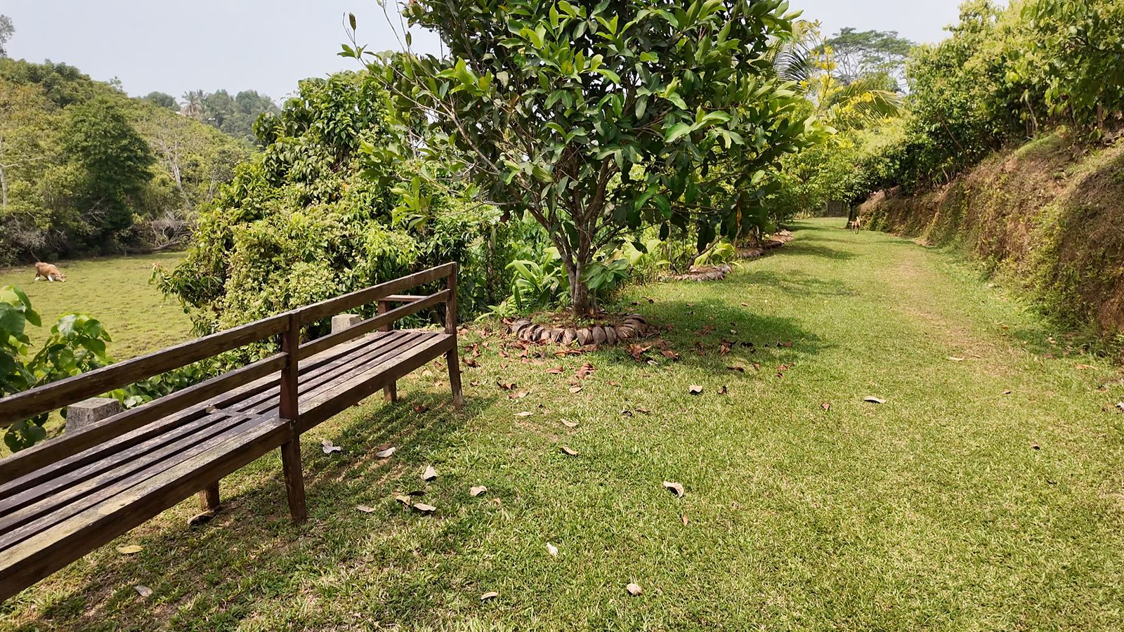 Ripe mangoes wrapped in paper bags at Go Yala Farm