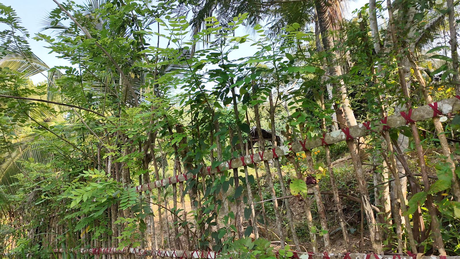 A resident dog protecting chickens at Go Yala Farm