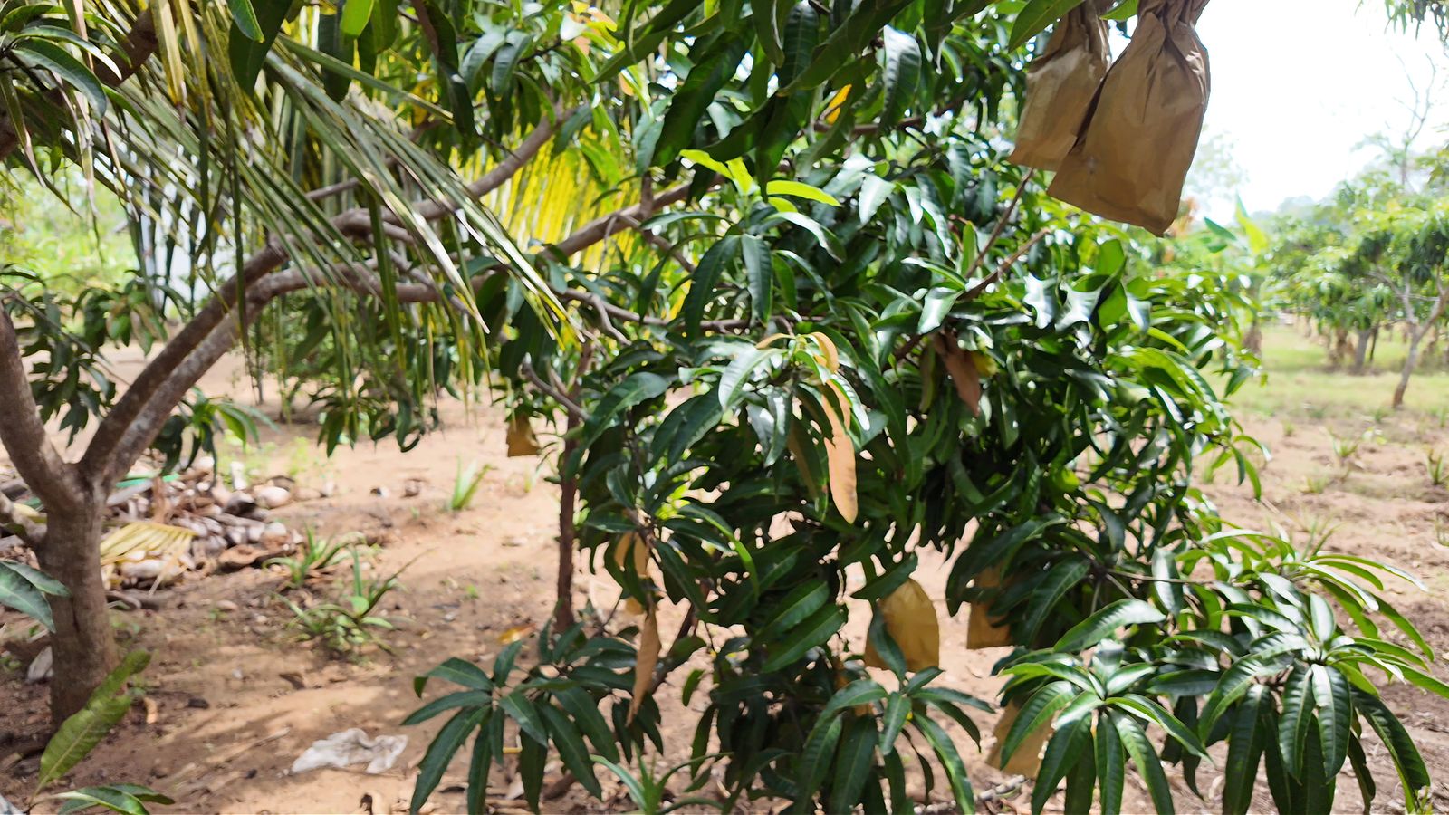 Snake gourds growing in polythene bags at Midigama Fruit Farm