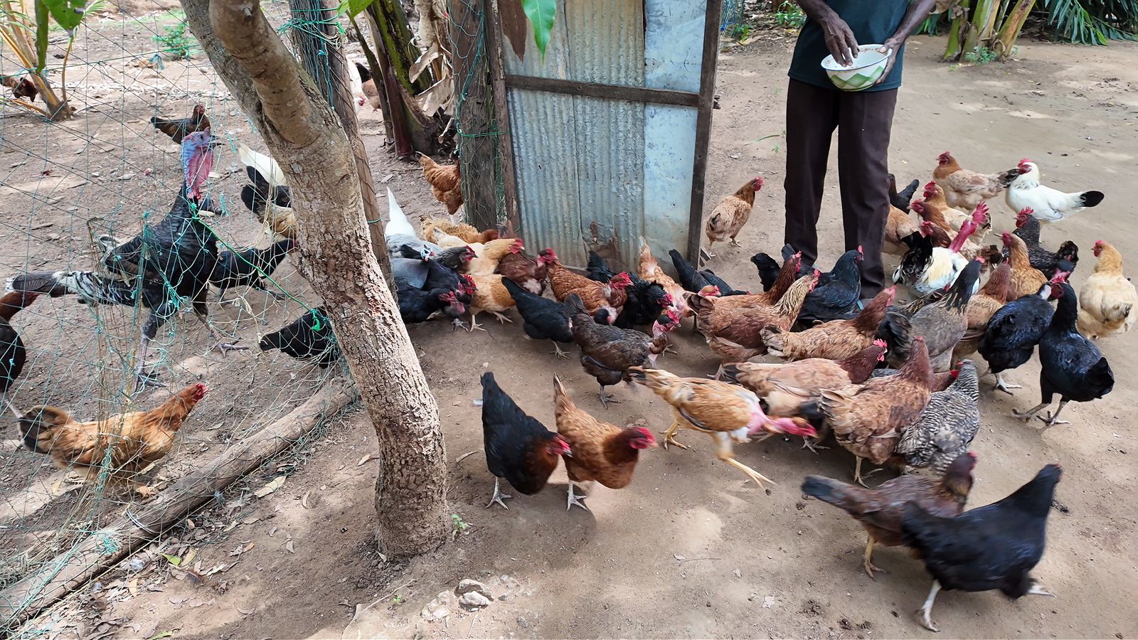 Low-cost traditional methods to protect crops from wildlife