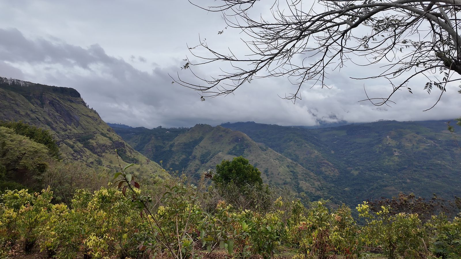 Forest set aside for wildlife at a Sri Lankan estate